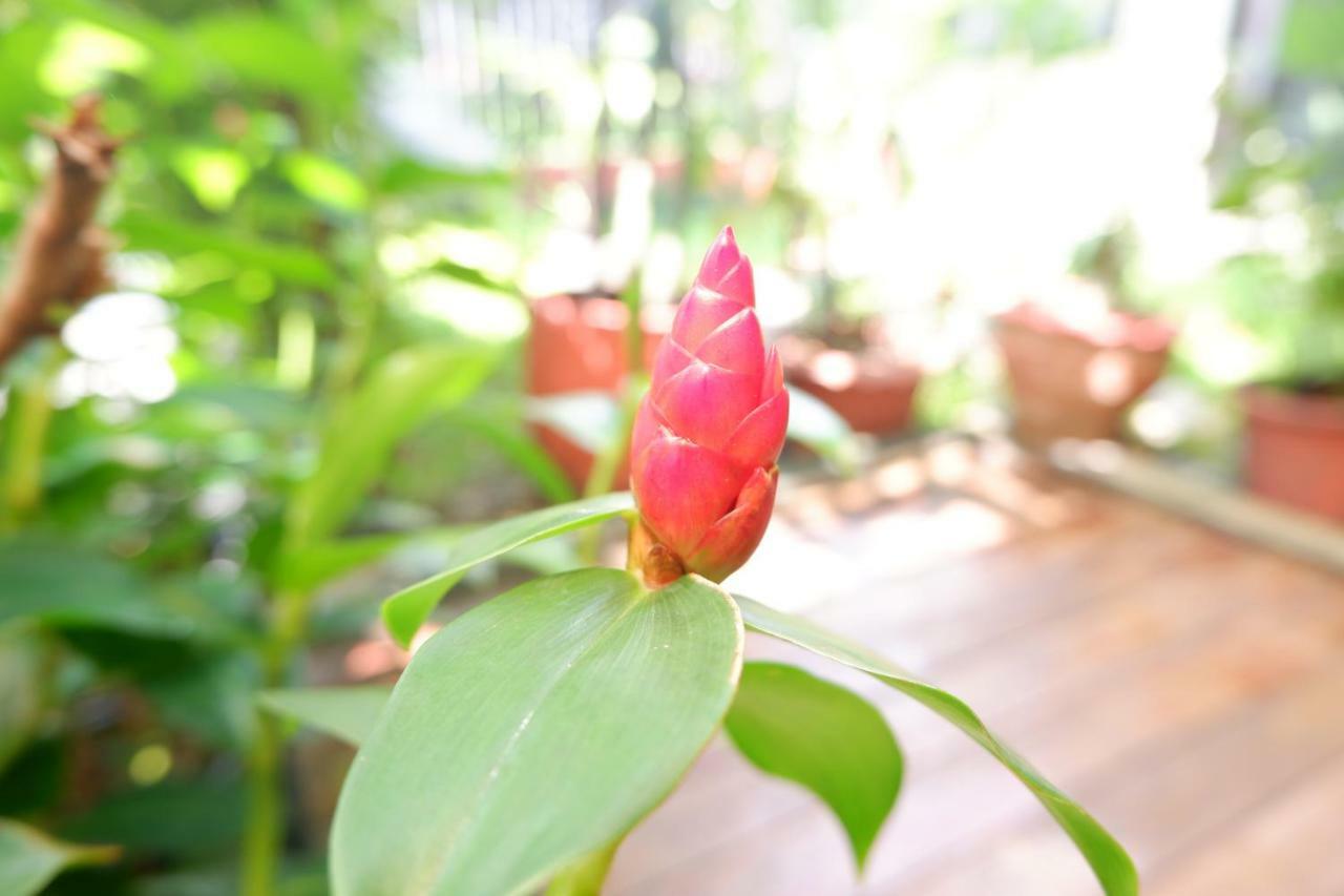 Mon Lodge & Yoga Donmueang Бангкок Екстер'єр фото